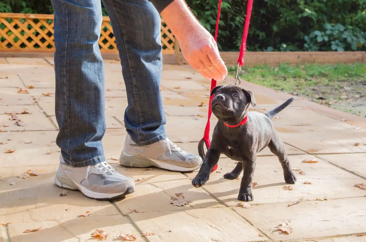 A person in jeans and sneakers holds a black puppy on a red leash on a stone patio.