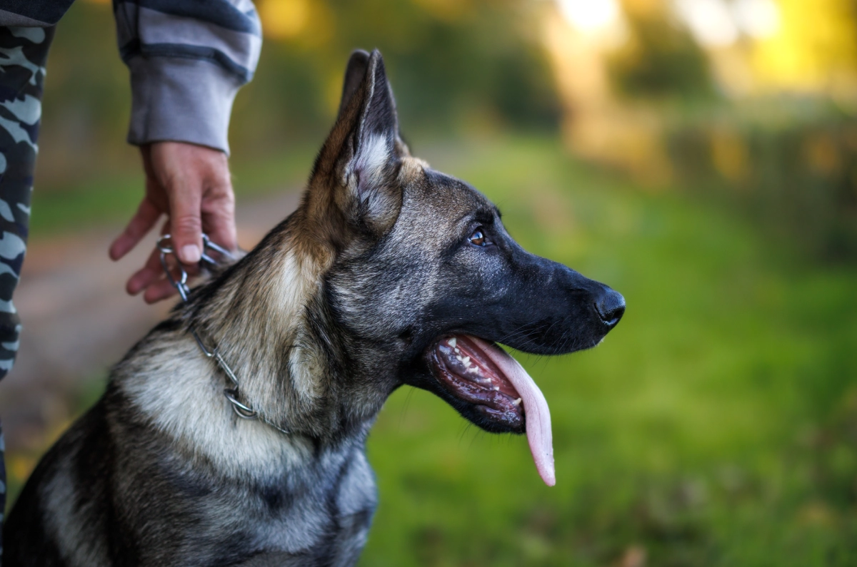 Person holding a German Shepherd by the collar, outdoors on a green grassy area. The dog is panting with its tongue out.
