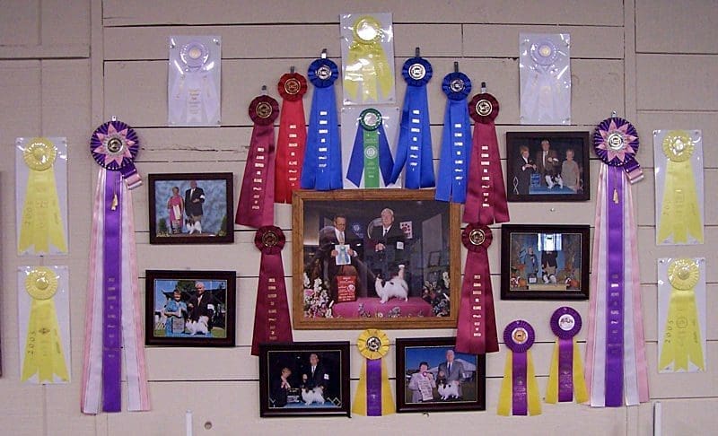 Total Recall School for Dogs