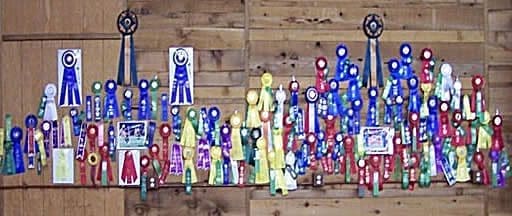 Total Recall School for Dogs