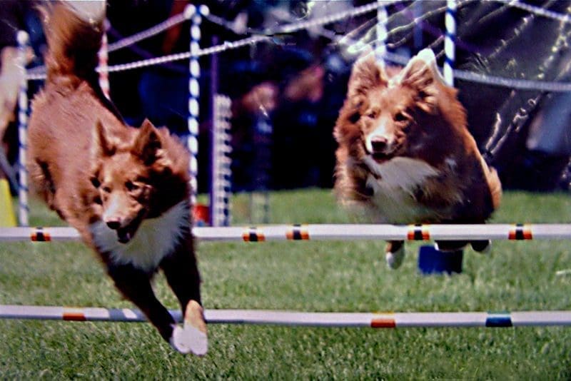 Total Recall School for Dogs