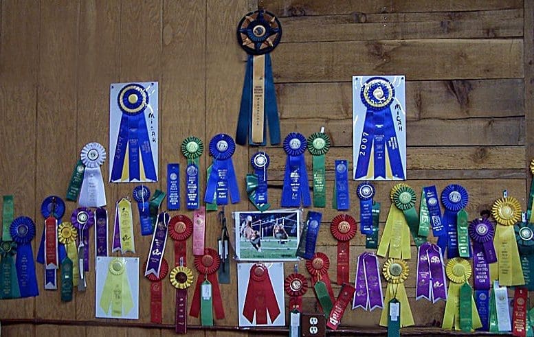 Total Recall School for Dogs