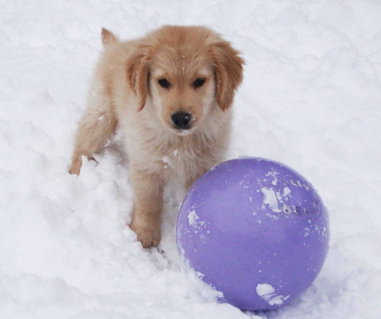 Golden retriever puppy playing with a purple ball in the snow.