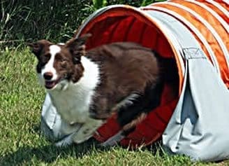 Total Recall School for Dogs