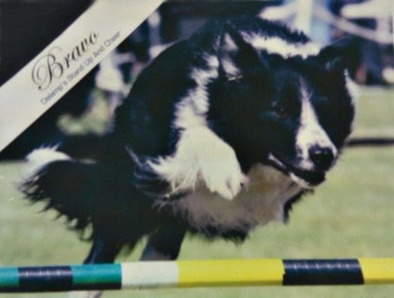 Total Recall School for Dogs