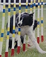 Total Recall School for Dogs