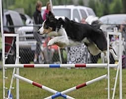 Black and white dog leaping over hurdle