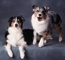 Total Recall School for Dogs