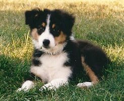 A fluffy tricolor puppy sitting on grass.