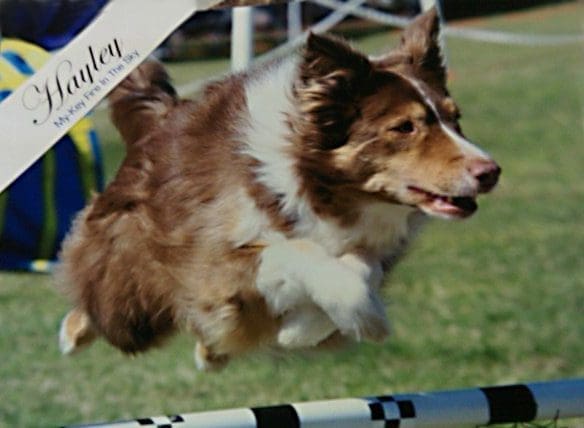 Total Recall School for Dogs