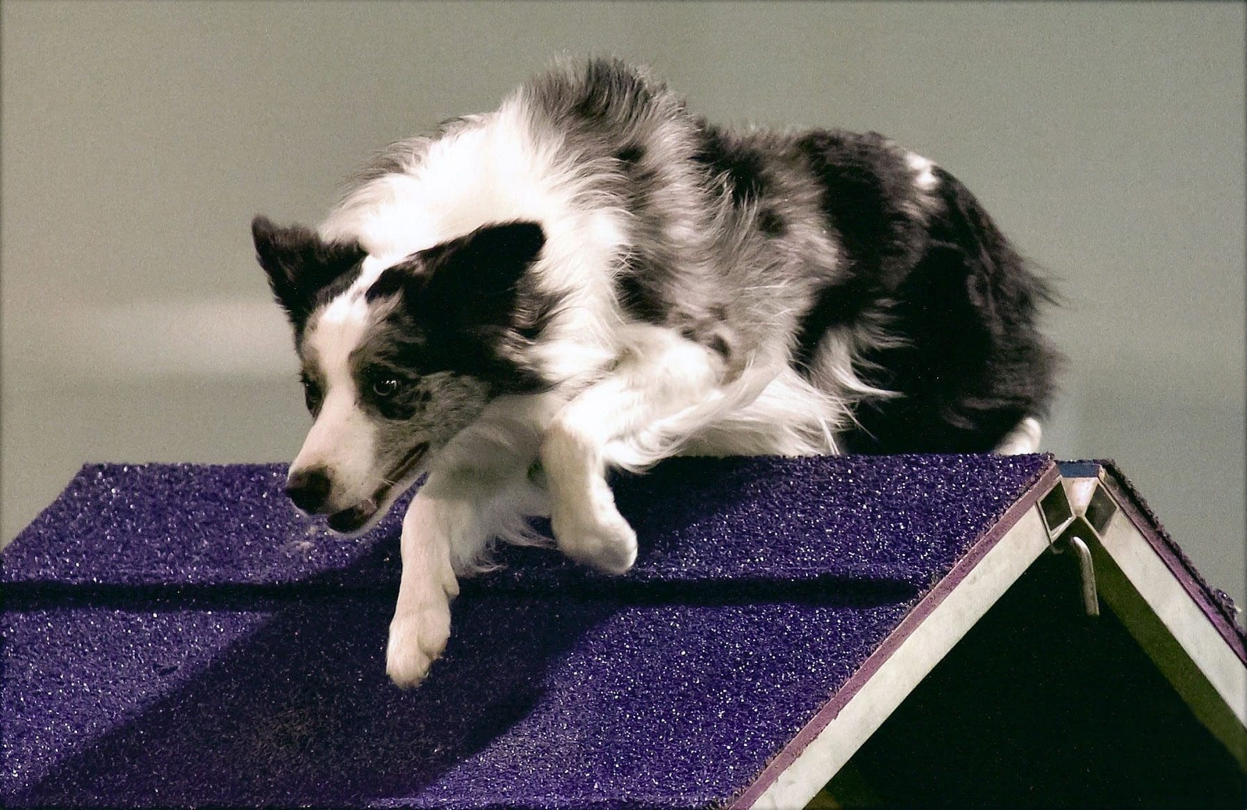 Total Recall School for Dogs