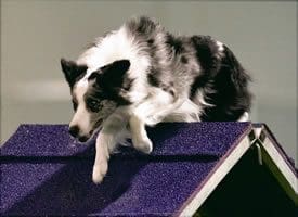 Border collie perched on purple agility ramp