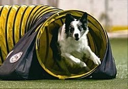 Total Recall School for Dogs