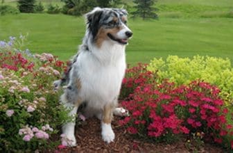 Total Recall School for Dogs