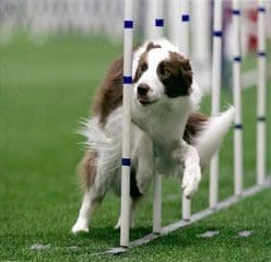 Total Recall School for Dogs