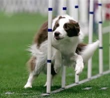 Border collie weaving through agility poles