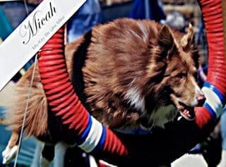 Total Recall School for Dogs