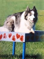 Total Recall School for Dogs