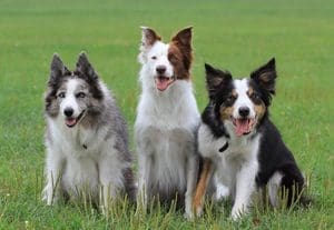 Total Recall School for Dogs