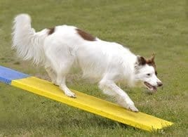 Total Recall School for Dogs