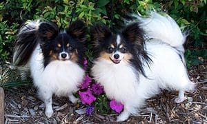 Total Recall School for Dogs