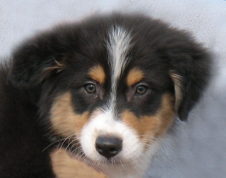 Close-up of a tricolor puppy with soulful eyes.