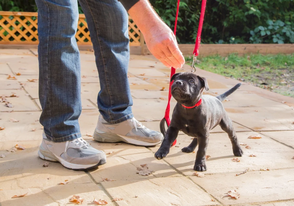 A person in jeans and sneakers holds a black puppy on a red leash on a stone patio.