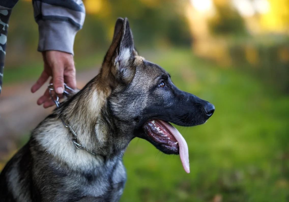 Person holding a German Shepherd by the collar, outdoors on a green grassy area. The dog is panting with its tongue out.