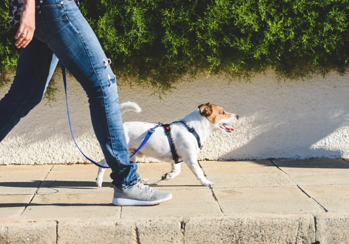 Person in jeans walking a small white and brown dog on a leash along a sidewalk.